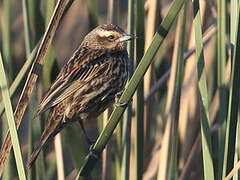 Yellow-winged Blackbird