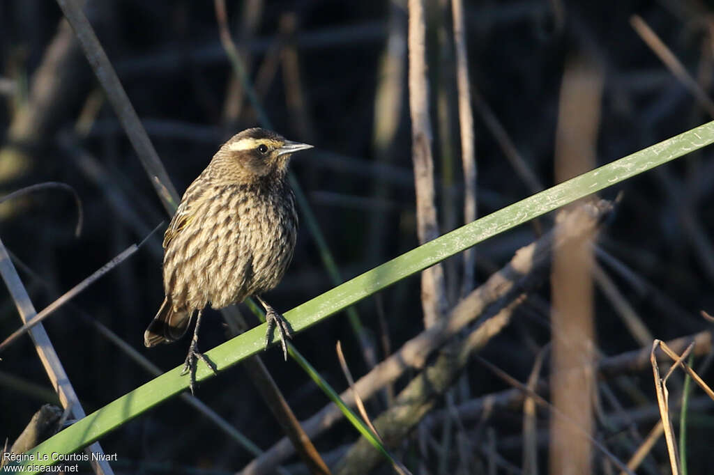 Yellow-winged Blackbird female adult, close-up portrait