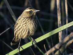 Yellow-winged Blackbird