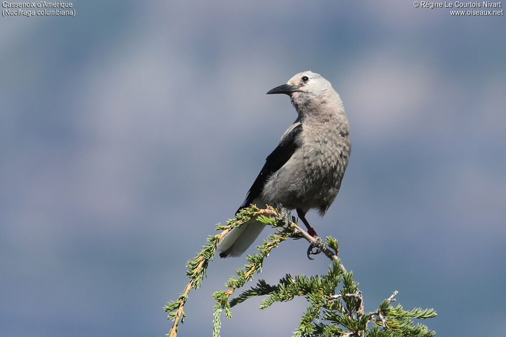 Clark's Nutcracker