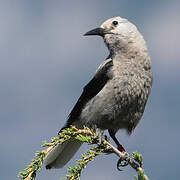 Clark's Nutcracker