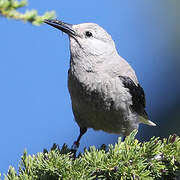 Clark's Nutcracker