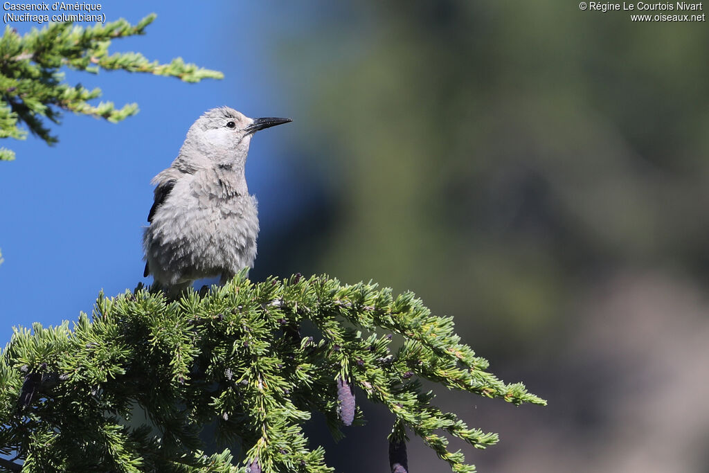 Clark's Nutcracker