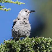 Clark's Nutcracker