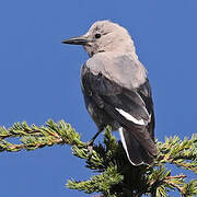 Clark's Nutcracker