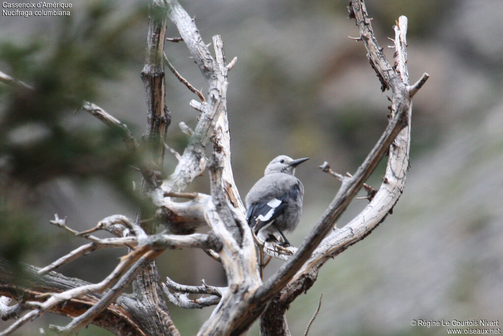 Clark's Nutcracker