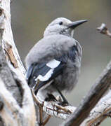 Clark's Nutcracker