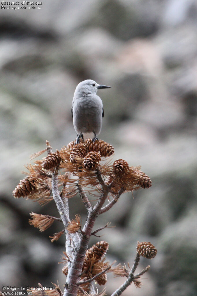 Clark's Nutcracker