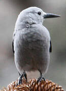 Clark's Nutcracker