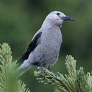 Clark's Nutcracker