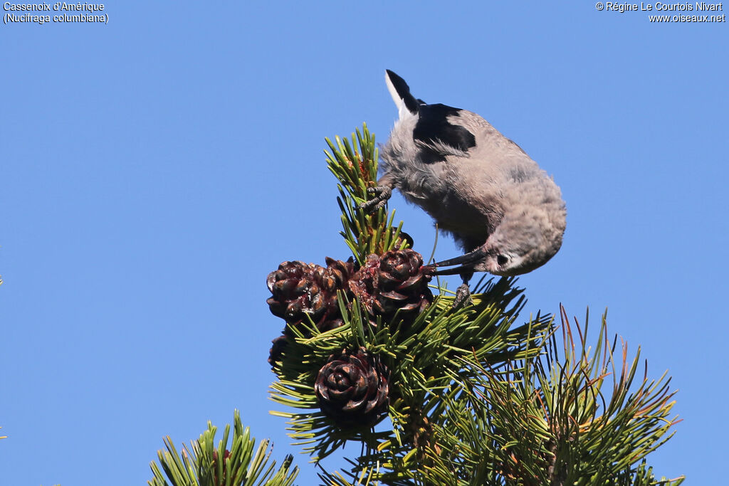 Clark's Nutcracker