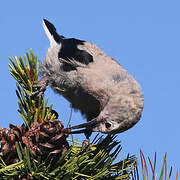 Clark's Nutcracker