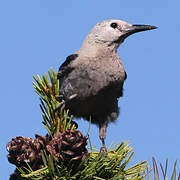 Clark's Nutcracker