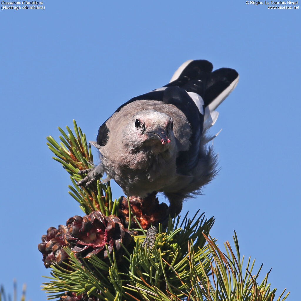 Clark's Nutcracker