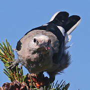 Clark's Nutcracker