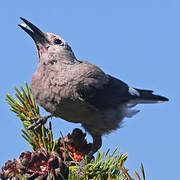 Clark's Nutcracker