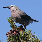 Clark's Nutcracker