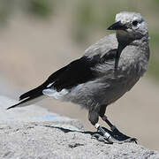 Clark's Nutcracker