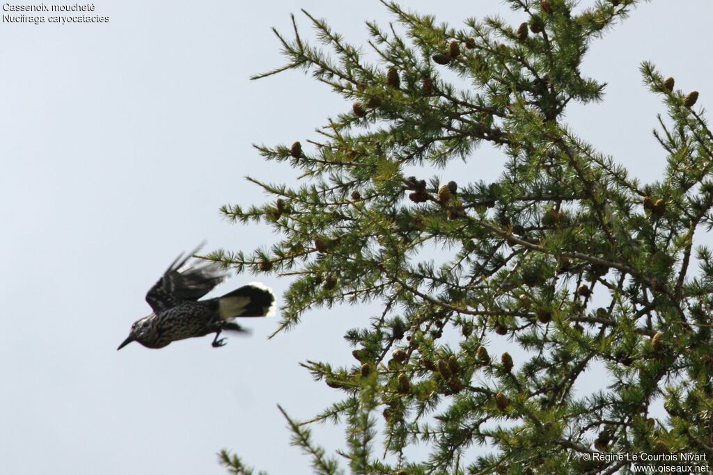 Spotted Nutcracker