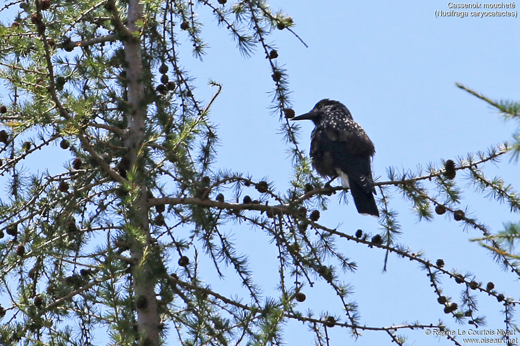 Spotted Nutcracker