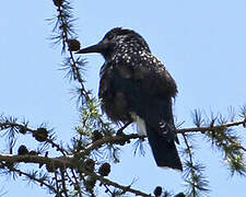 Spotted Nutcracker