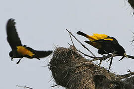 Yellow-rumped Cacique