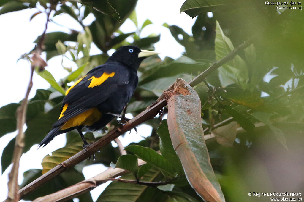 Yellow-rumped Cacique