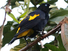 Yellow-rumped Cacique