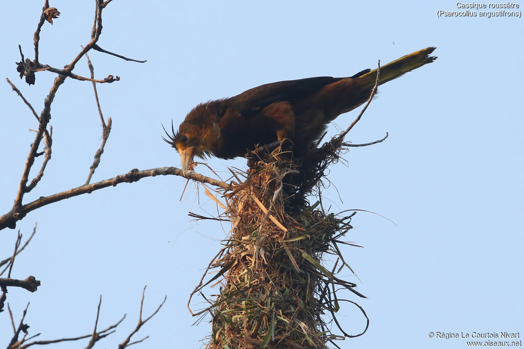 Russet-backed Oropendola, Reproduction-nesting