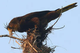 Russet-backed Oropendola