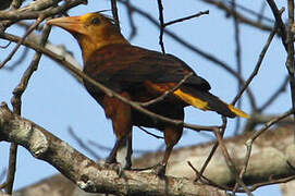 Russet-backed Oropendola