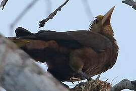 Russet-backed Oropendola