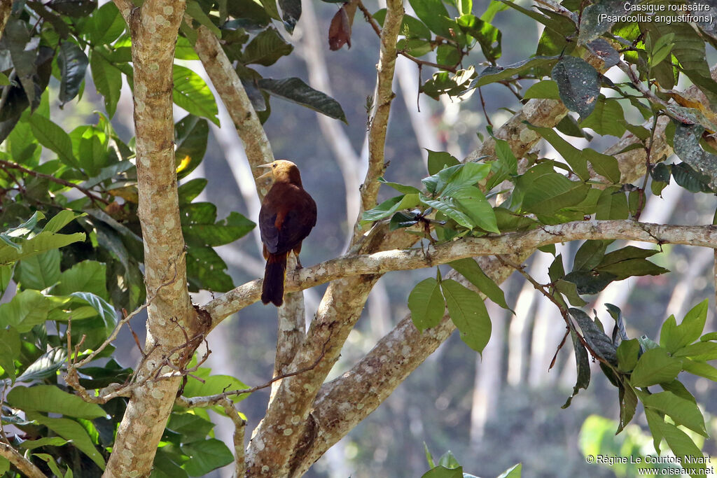 Russet-backed Oropendola