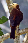 Russet-backed Oropendola