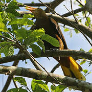 Russet-backed Oropendola