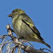 Chardonneret de Magellan
