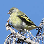 Chardonneret de Magellan