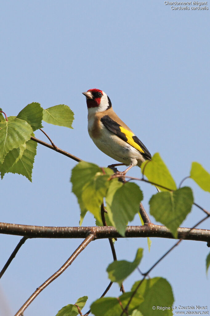 Chardonneret élégant