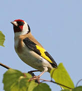 European Goldfinch