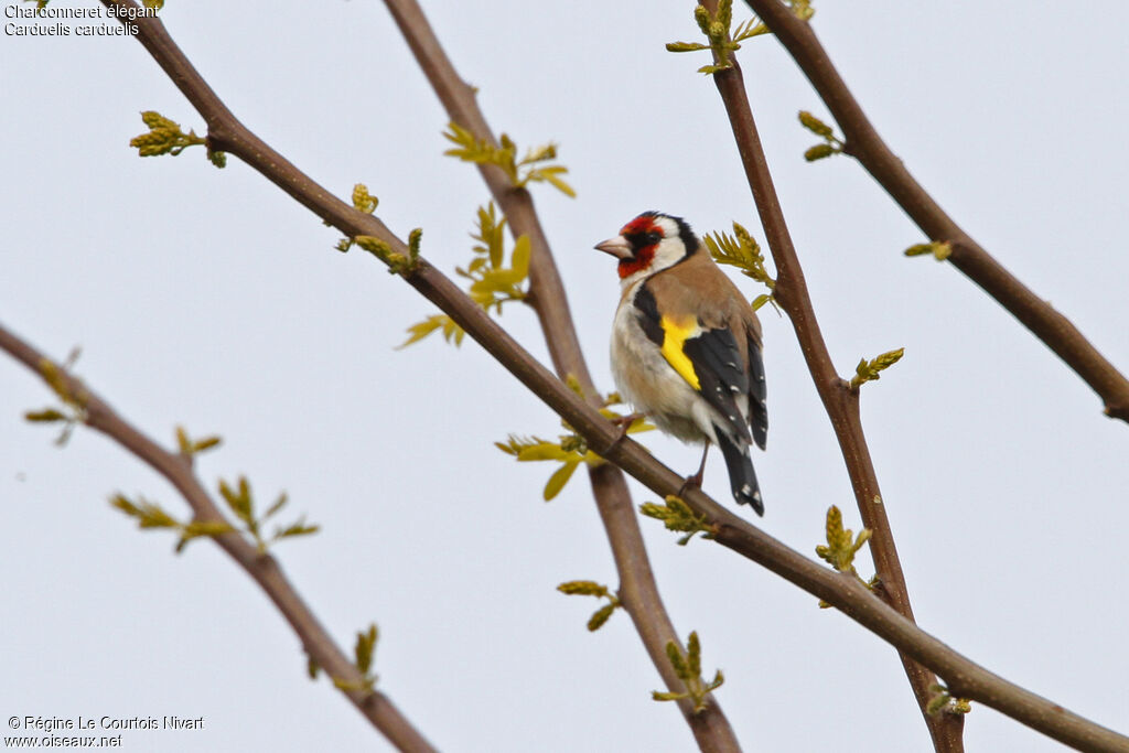 European Goldfinchadult