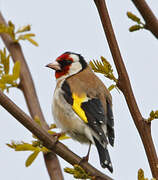 European Goldfinch