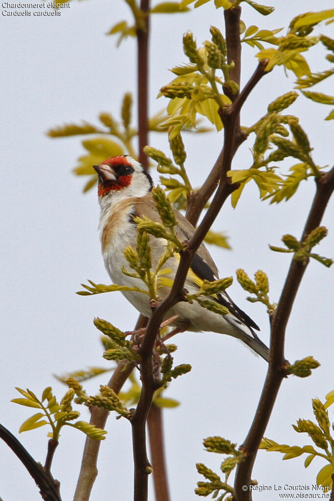 Chardonneret élégantadulte