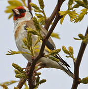 European Goldfinch