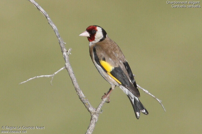 European Goldfinch