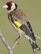 European Goldfinch