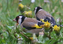 European Goldfinch