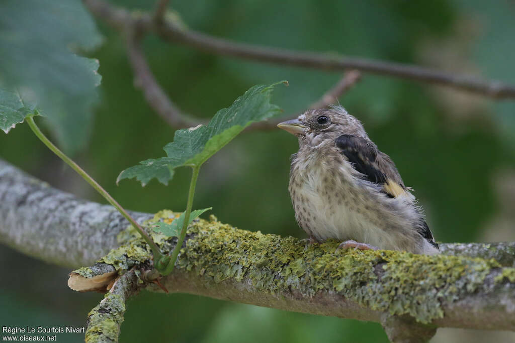 Chardonneret élégantPoussin, identification