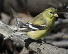 Chardonneret jaune