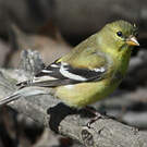 Chardonneret jaune