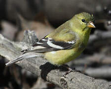 Chardonneret jaune